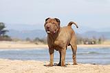 SHAR-PEI 762